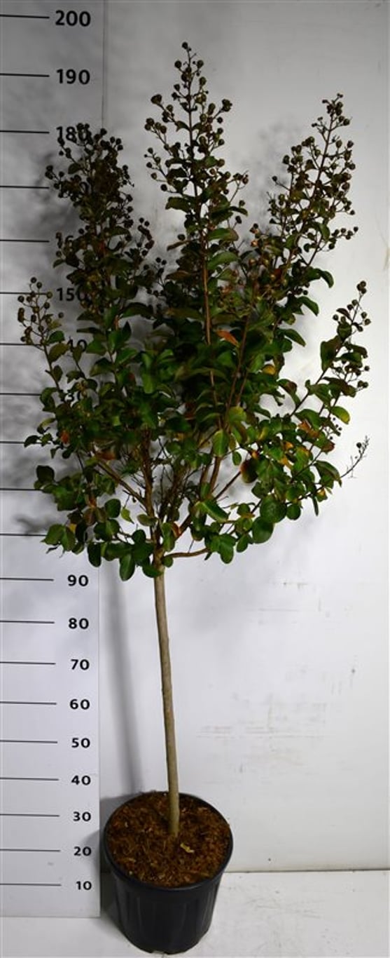 Lagerstroemia i. Pink Velour - 80 CM Stem C15